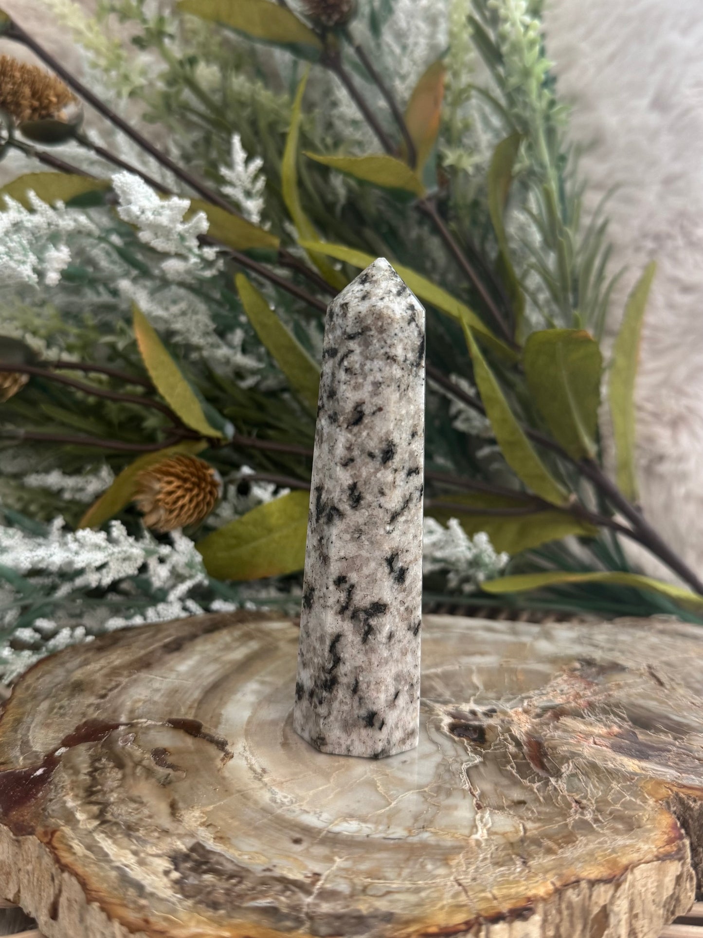 Dalmatian Jasper