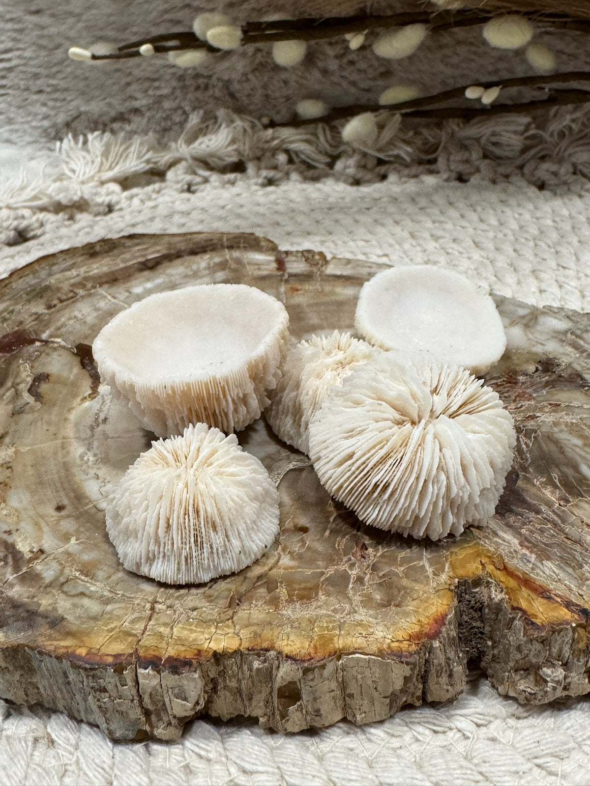 Mini Button Mushroom Corals