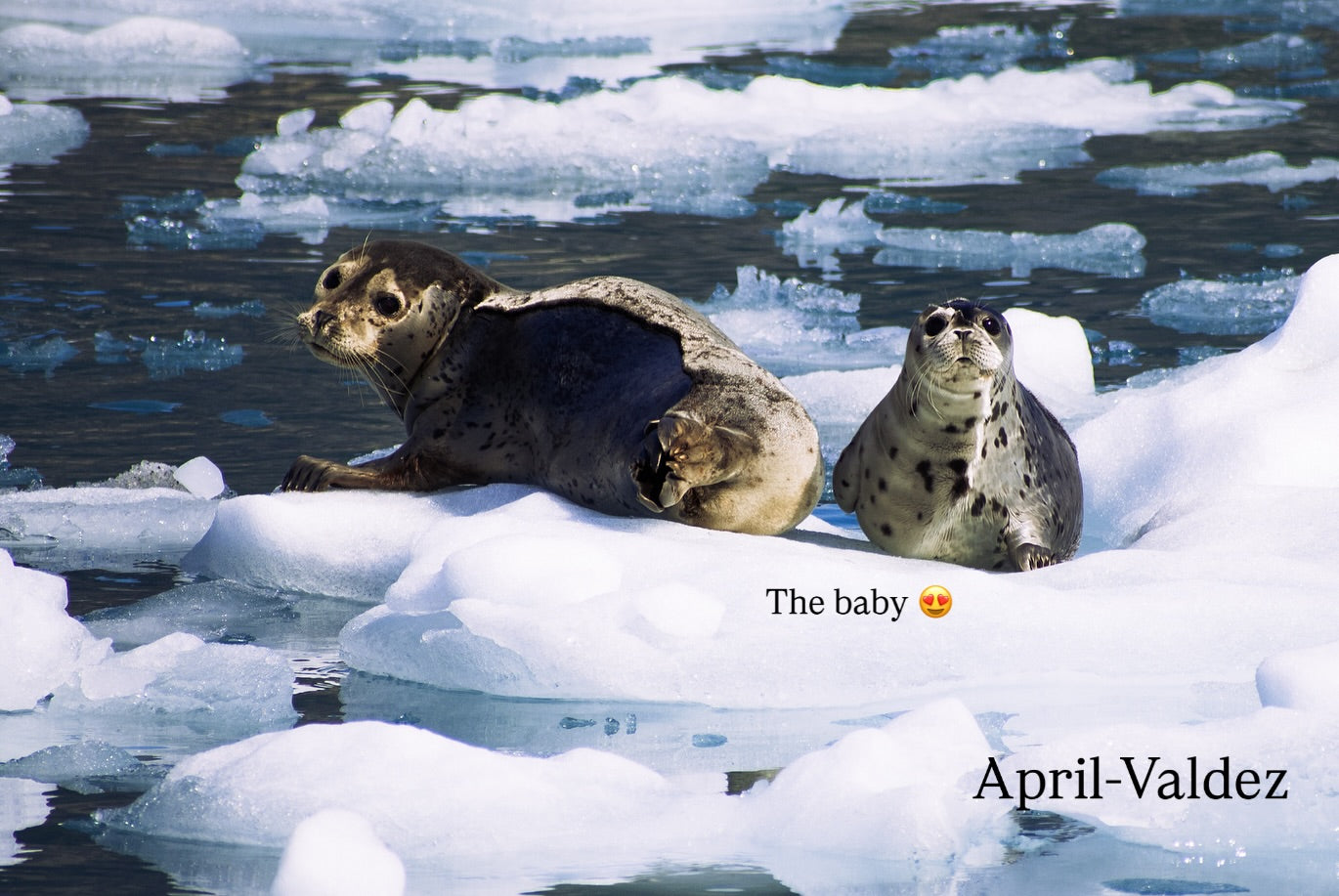 2026 Alaska Wall Calendar by Jillian Blum Photography