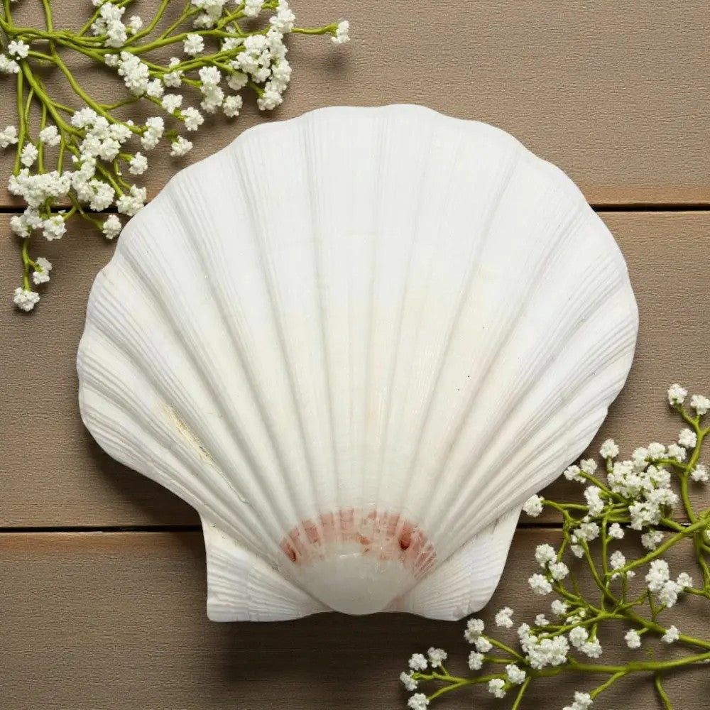 Pecten Maximus Scallop Shell