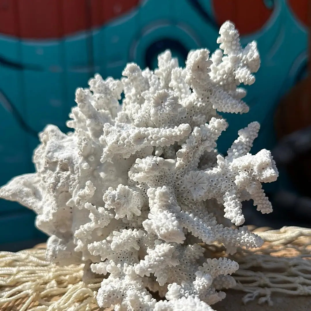 Coral