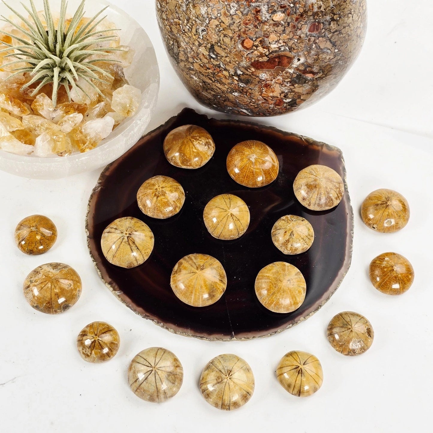 Fossilized Sand Dollars
