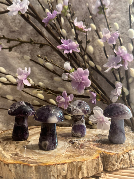 Large Amethyst Mushrooms