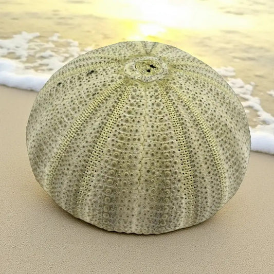 Natural Sea Urchin Shells – Green & Violet