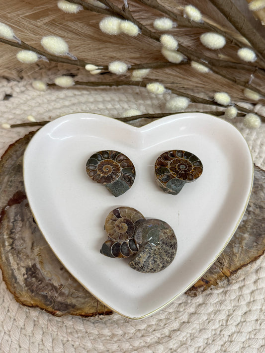 Ammonite Fossil Pairs