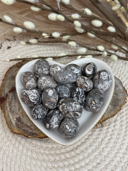 Polished Shell Fossils
