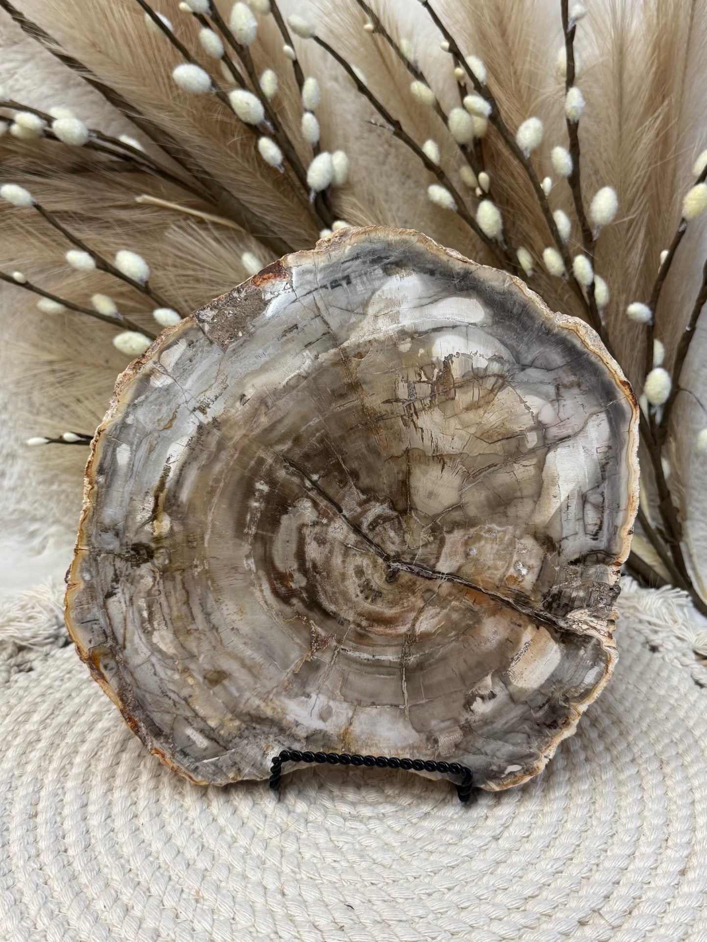 Petrified Wood Slabs