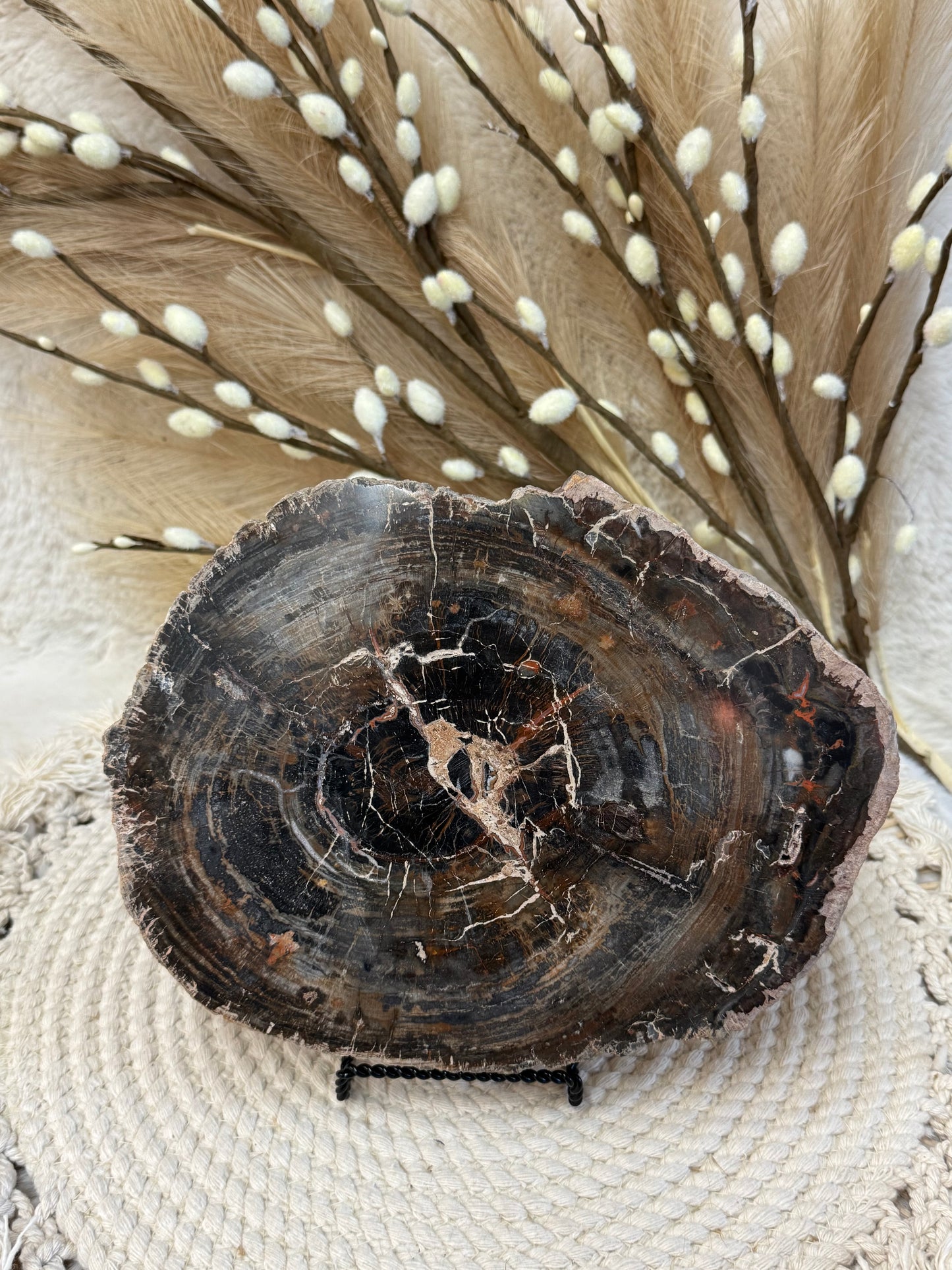 Petrified Wood Slabs
