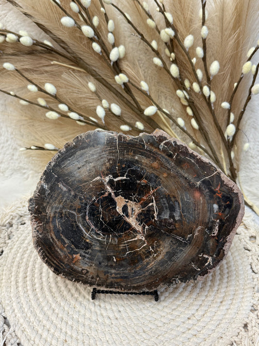 Petrified Wood Slabs