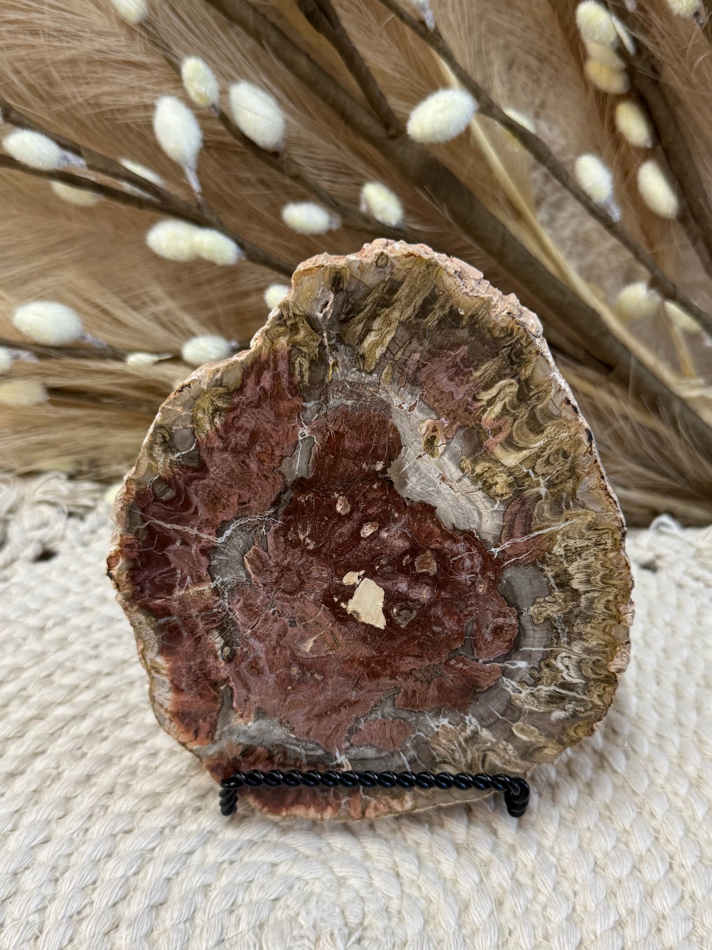 Petrified Wood Slabs