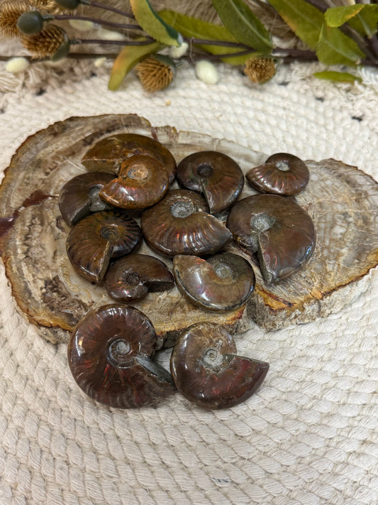 Ammolite Ammonite Fossils