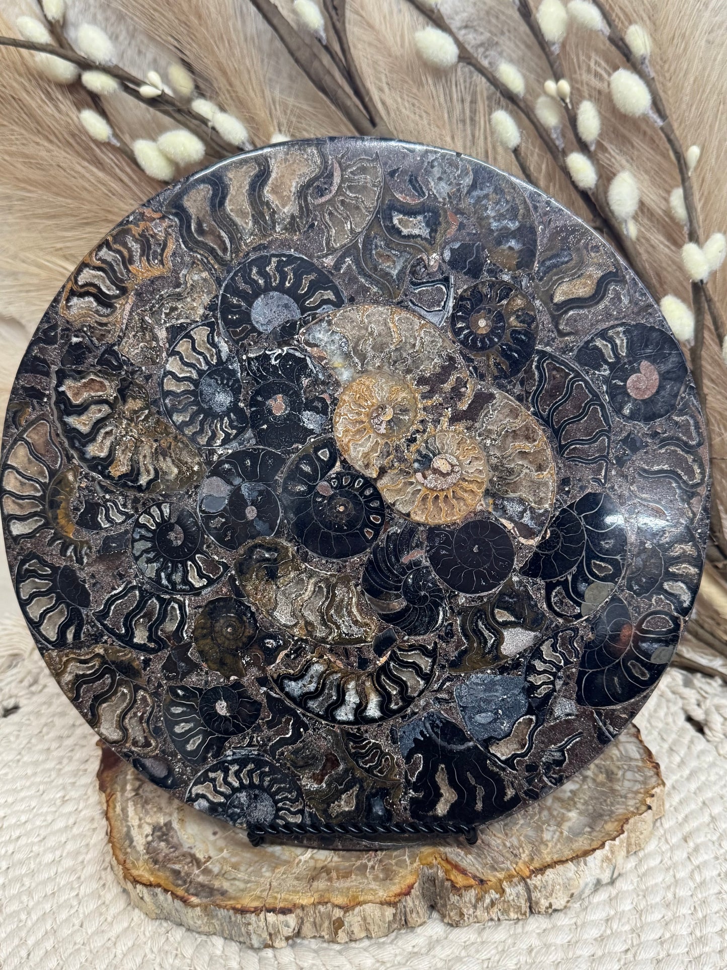 Ammonite Fossil Mosaic Disk
