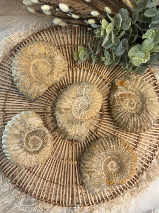 Ammonite Nautilus Fossils