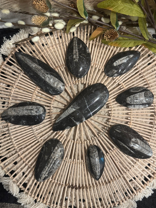 Orthoceras Fossils