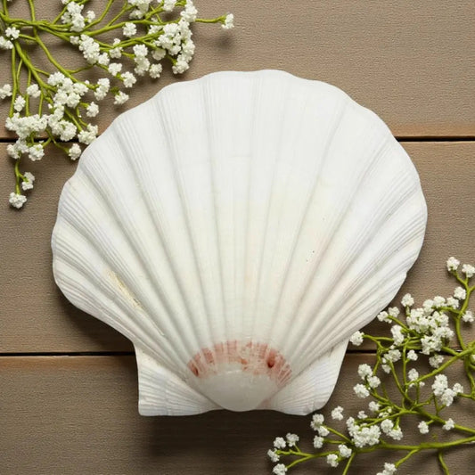 Pecten Maximus Scallop Shell