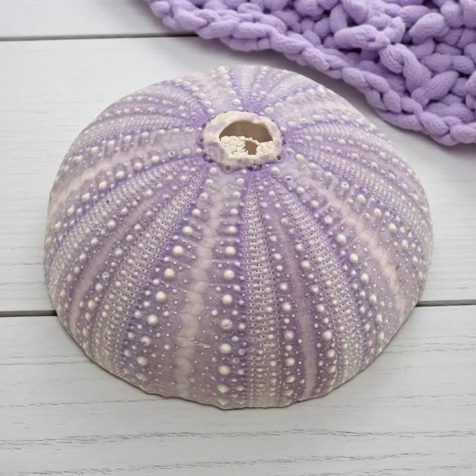 Natural Sea Urchin Shells – Green & Violet