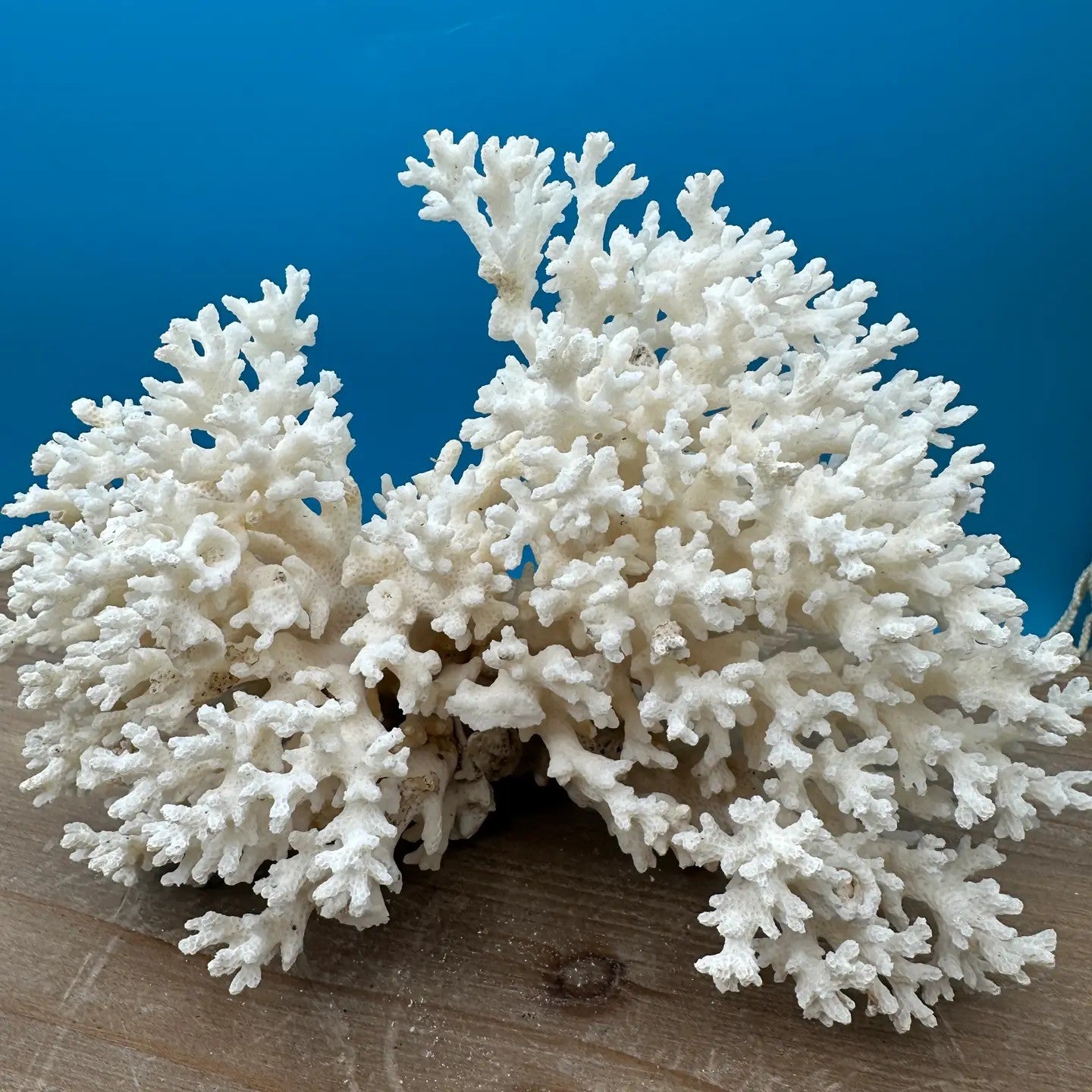 Coral