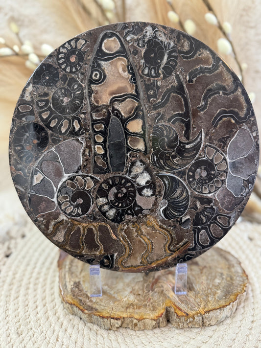 Ammonite Fossil Mosaic Disk