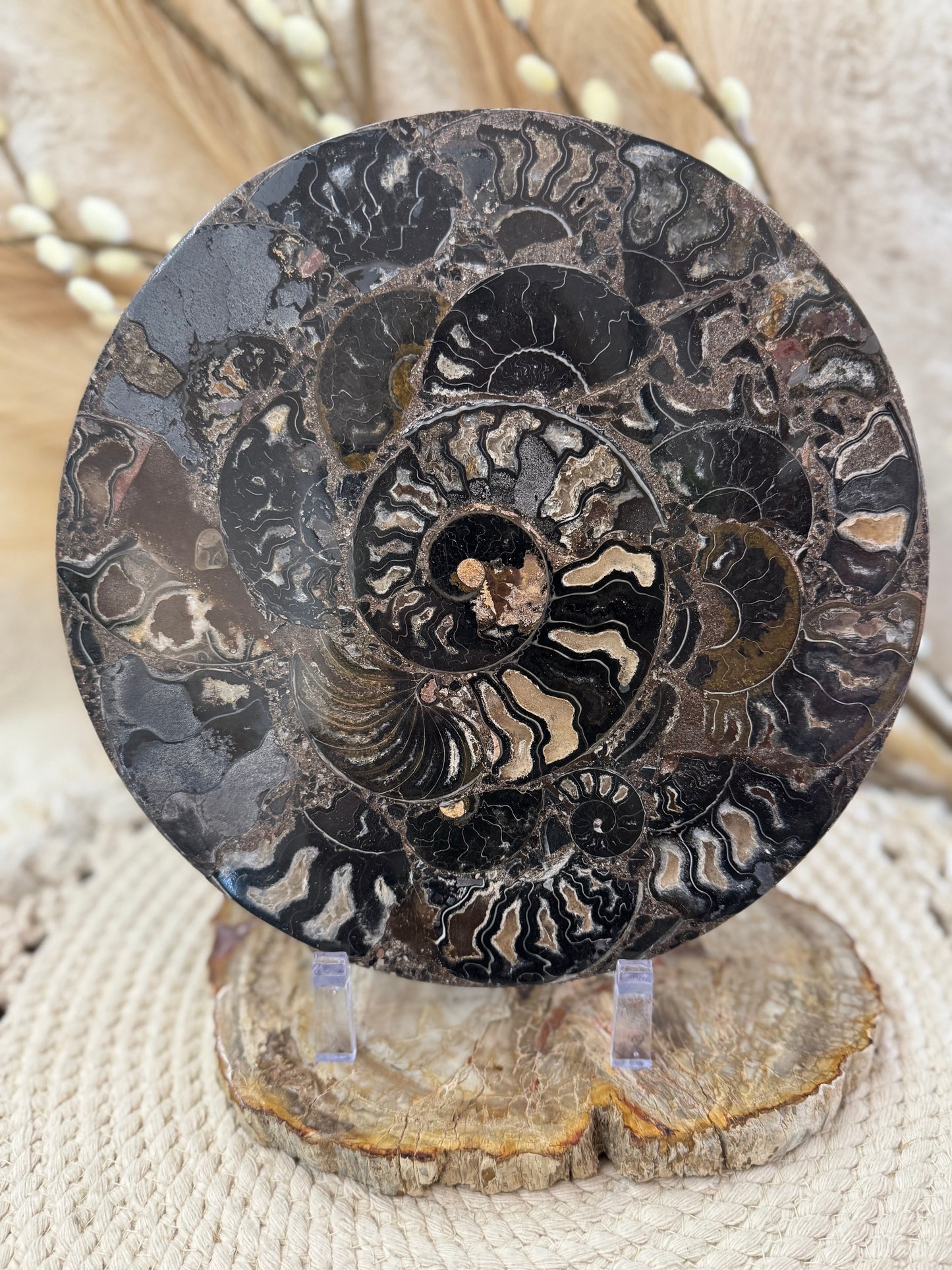 Ammonite Fossil Mosaic Disk