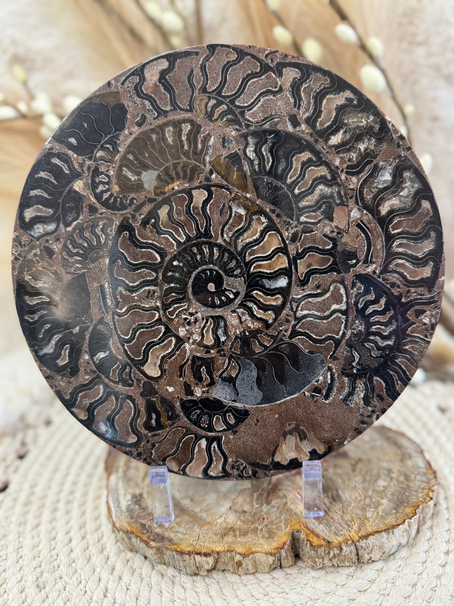 Ammonite Fossil Mosaic Disk