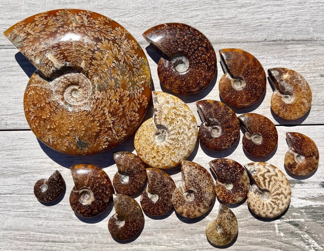 Natural Ammonite Fossil